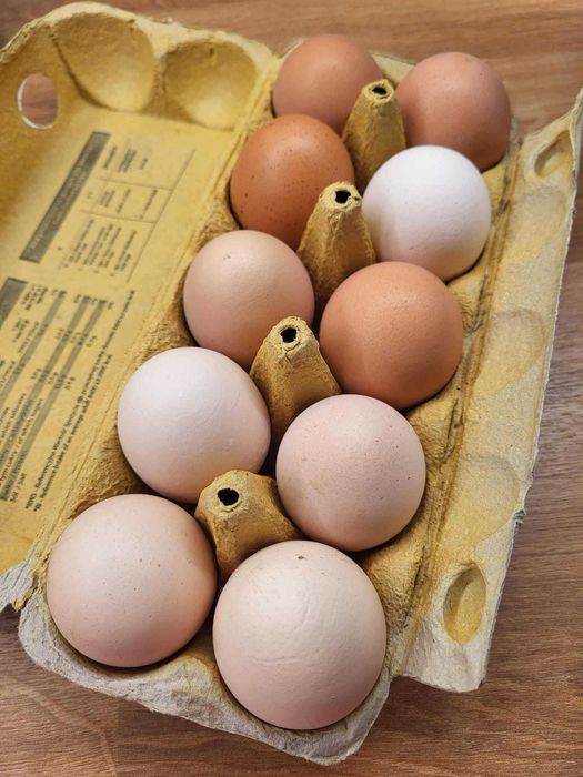Jajka od kur z wolnego wybiegu