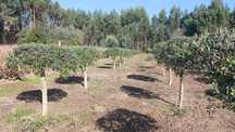 Oliveiras para jardim ou produção