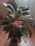 Kwiat aglaonema 45 cm.