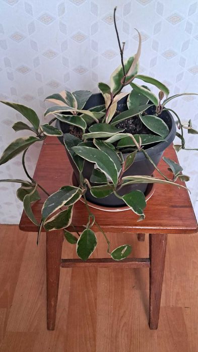 Hoya Carnosa - roślina doniczkowa