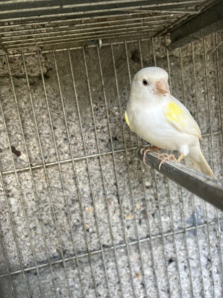 Troco esta canaria ou vendo.