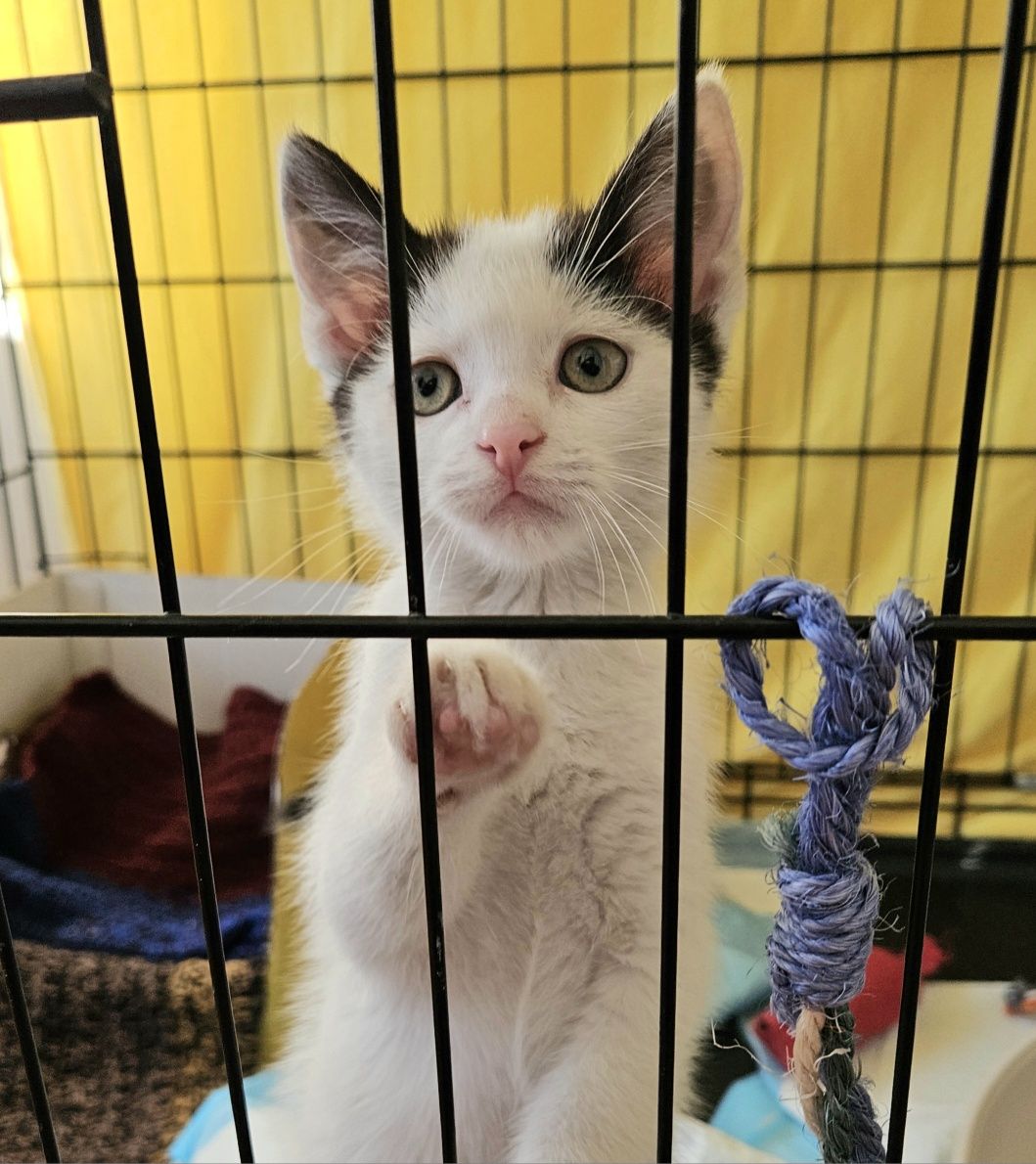 Cudowny kotek do adopcji,  kot, kociak