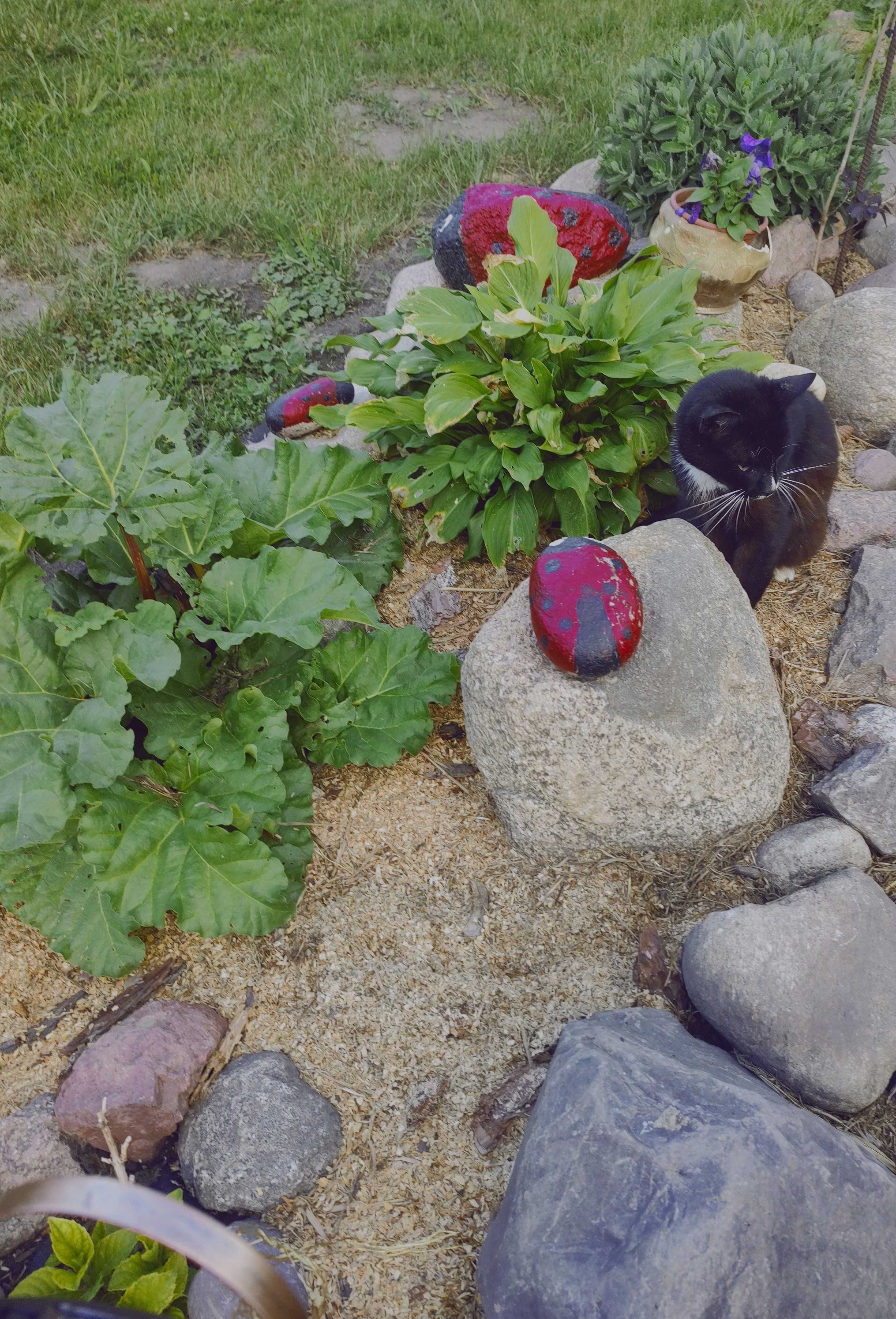 Oddam kota w dobre ręce
