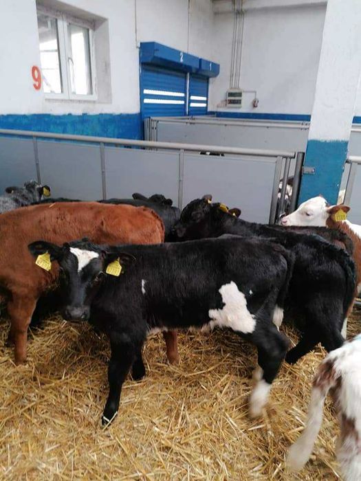 sprzedam cielaki mięsne