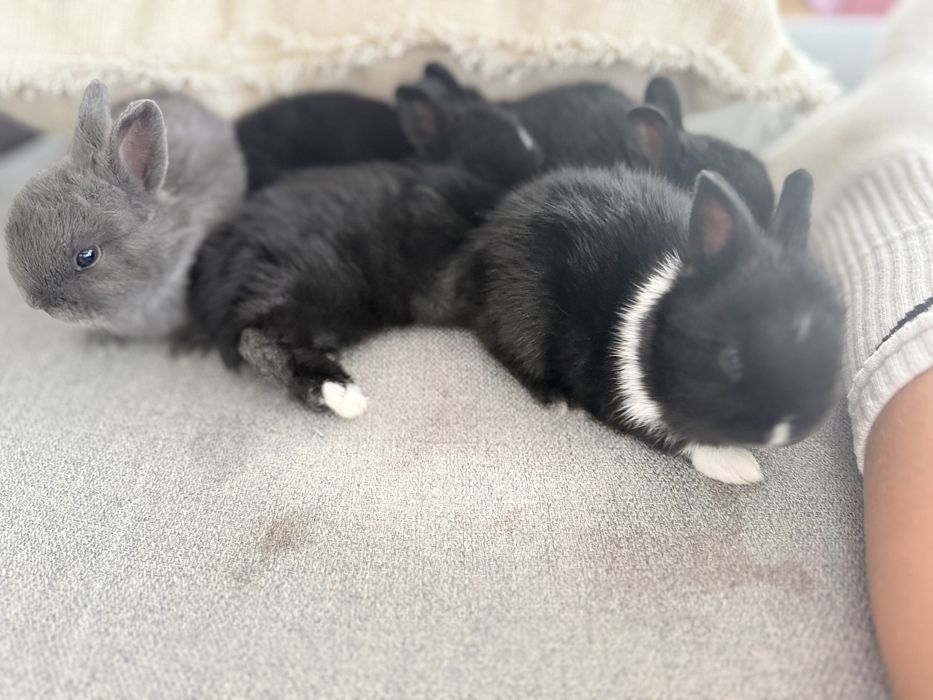 Coelhinhos anões holandeses (Netherland Dwarf)