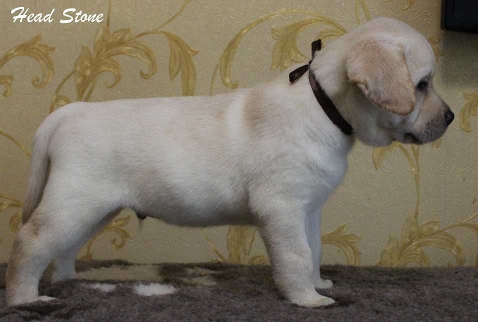 Щенки Лабрадора ретривера