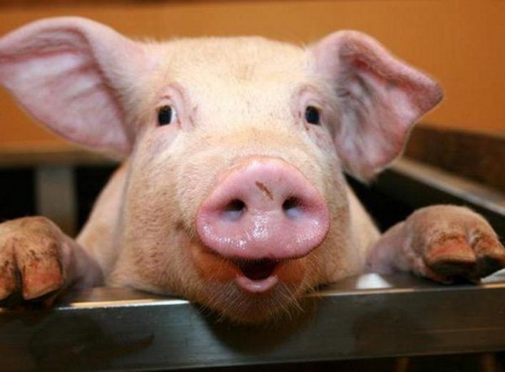 Продам тушкі домашніх свиней вирощених на натуральних продуктах.
