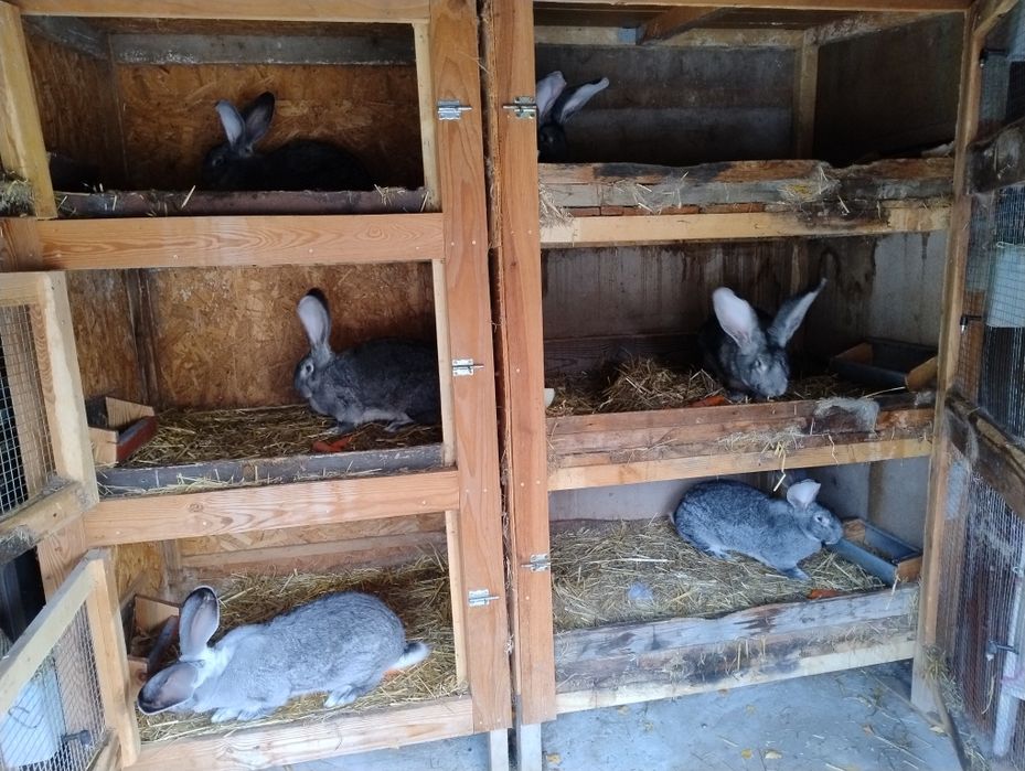 Olbrzym Belgijski Szynszylowy