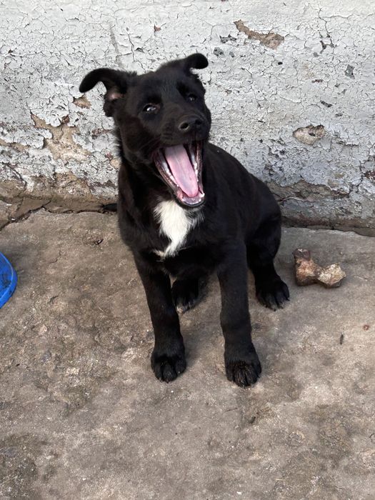 Хлопчик 5місяців,Щеплення від сказу,вихований