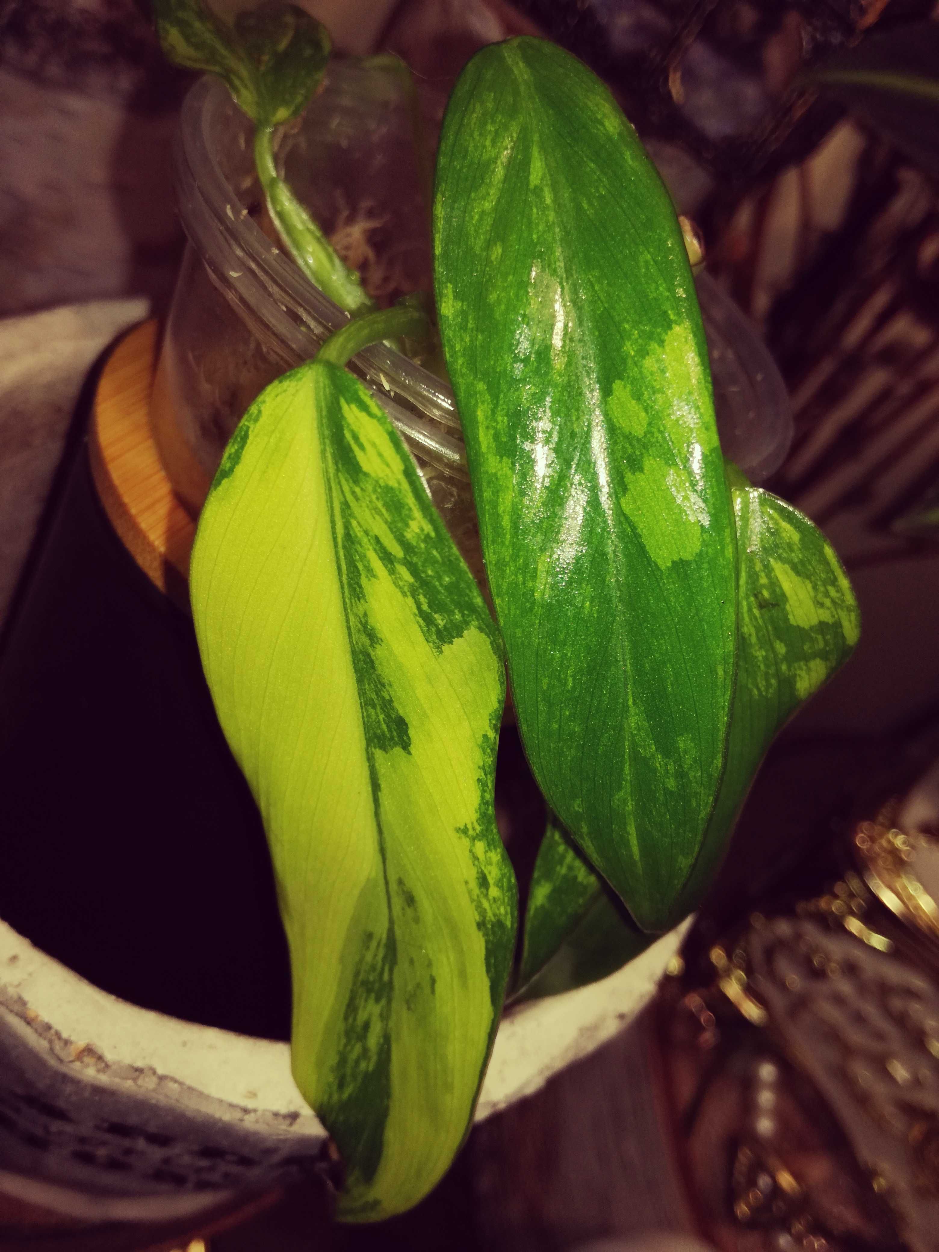 Philodendron Domesticum Variegata Siam Sunrise monstera filodendron