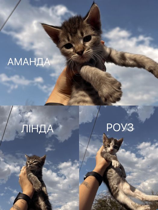 Лишилась тільки АМАНДА