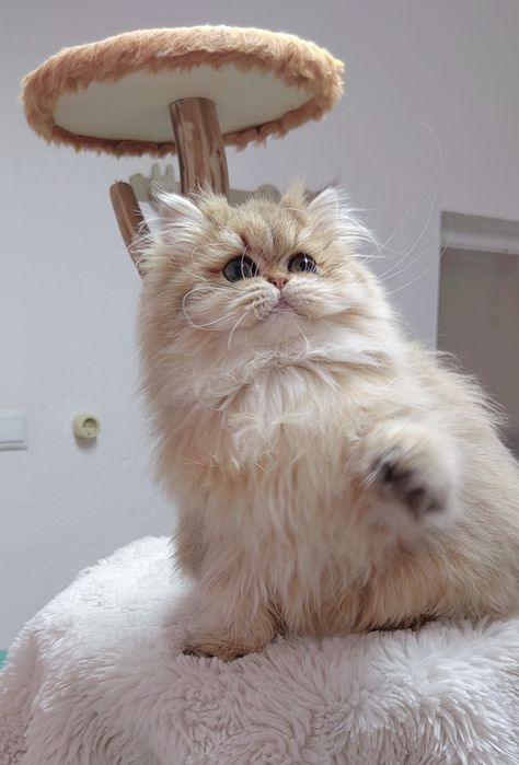 Menina british longhair golden