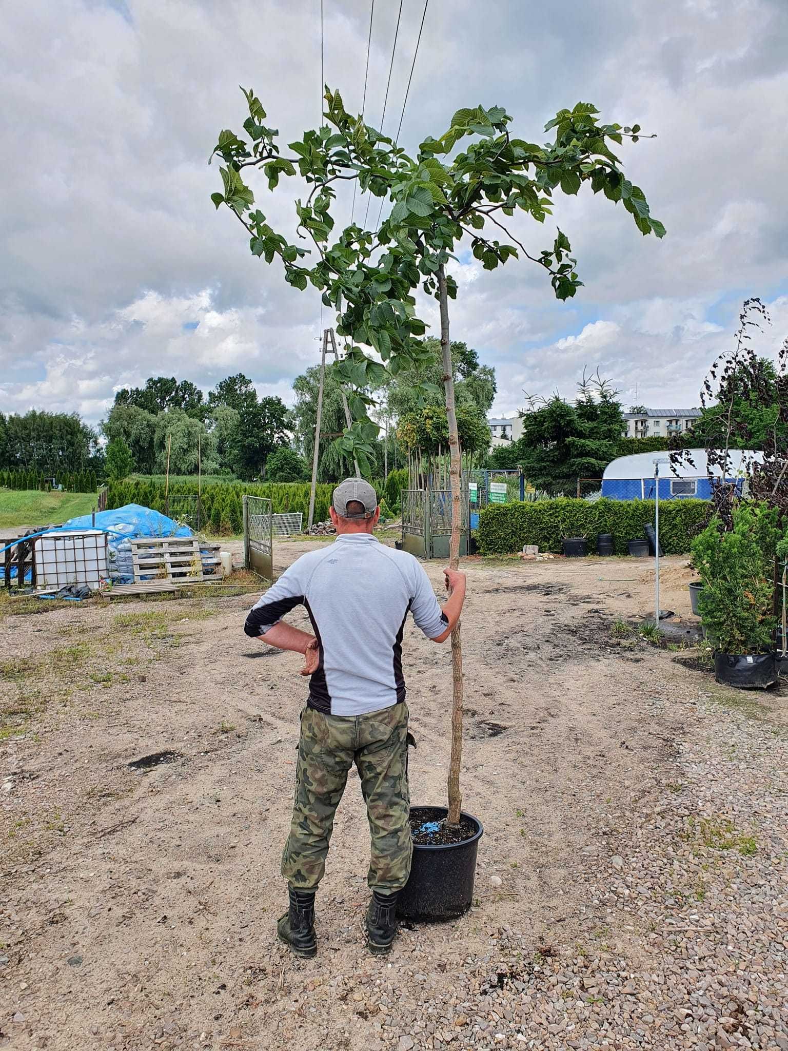 Wiąz górski 'Camperdownii'