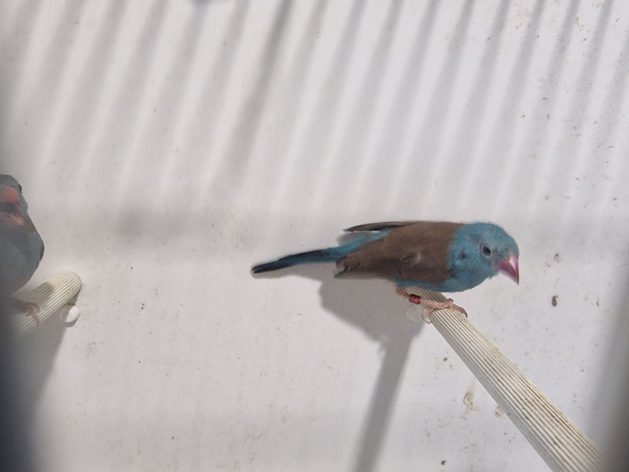 Peito-Celeste (Uraeginthus Cyanocephalus)