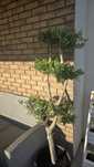Drzewko oliwne bonsai