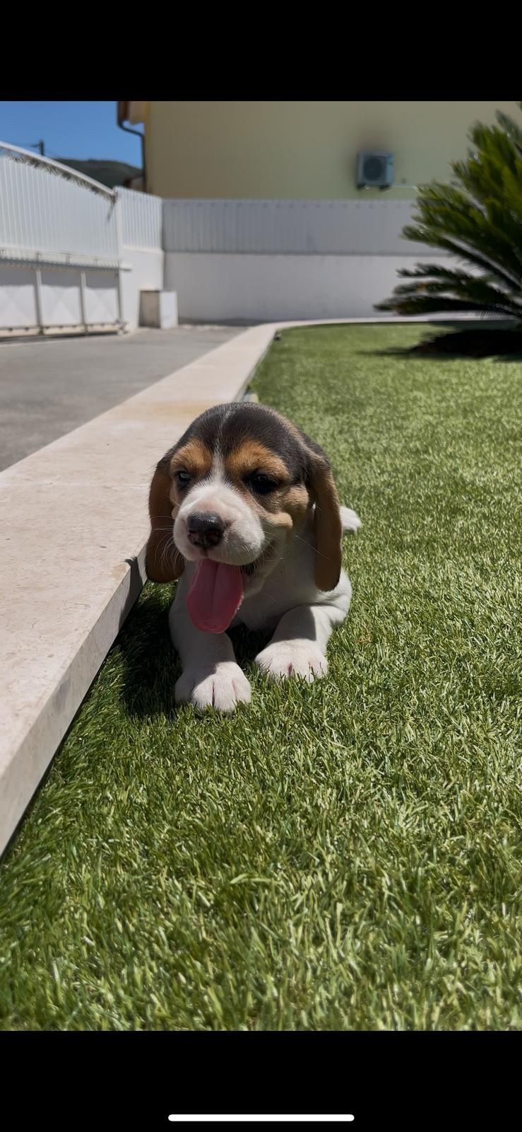 Excelente beagle fêmea