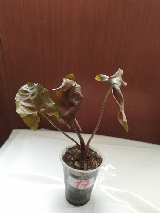 Сингониум white butterfly