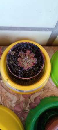 Росянка Drosera spatulata