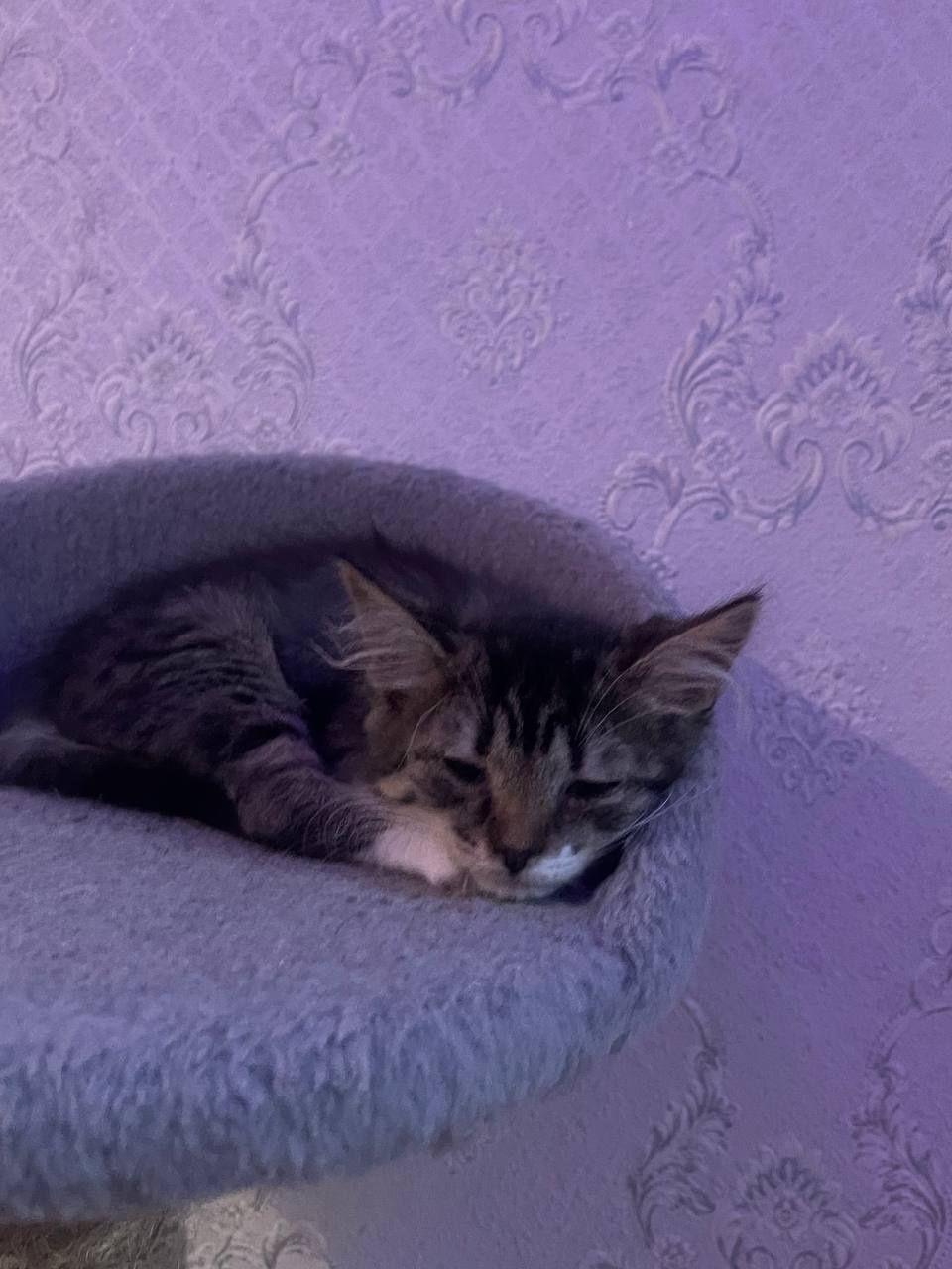 Кошенята 2 місяці.