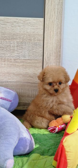 Pomapoo,  suczka