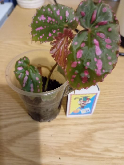 Бегонія Negrosensis