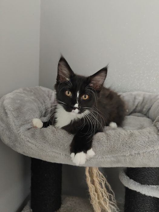 Kotka Maine Coon gotowa na zmianę domu
