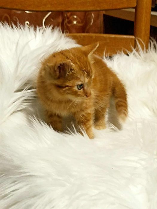 Oddam kotki w dobre rece