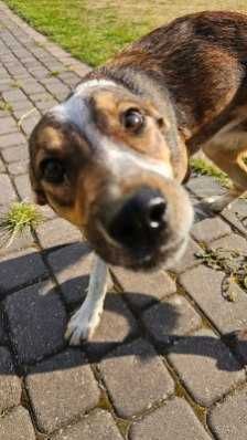 Pies piesek do adopcji