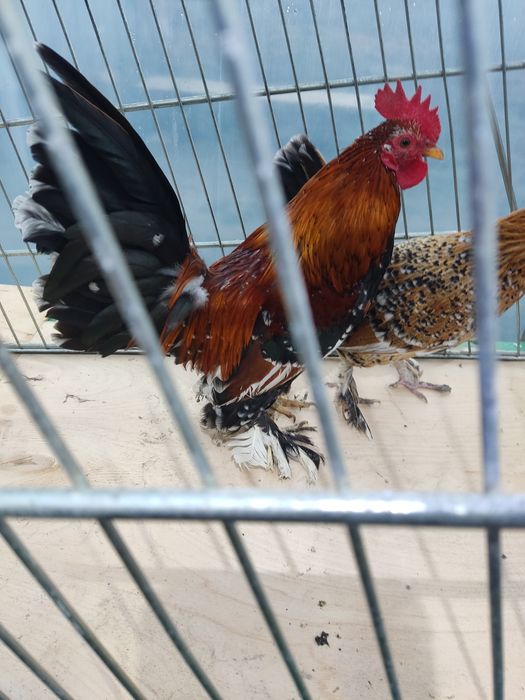 Декоративні кури