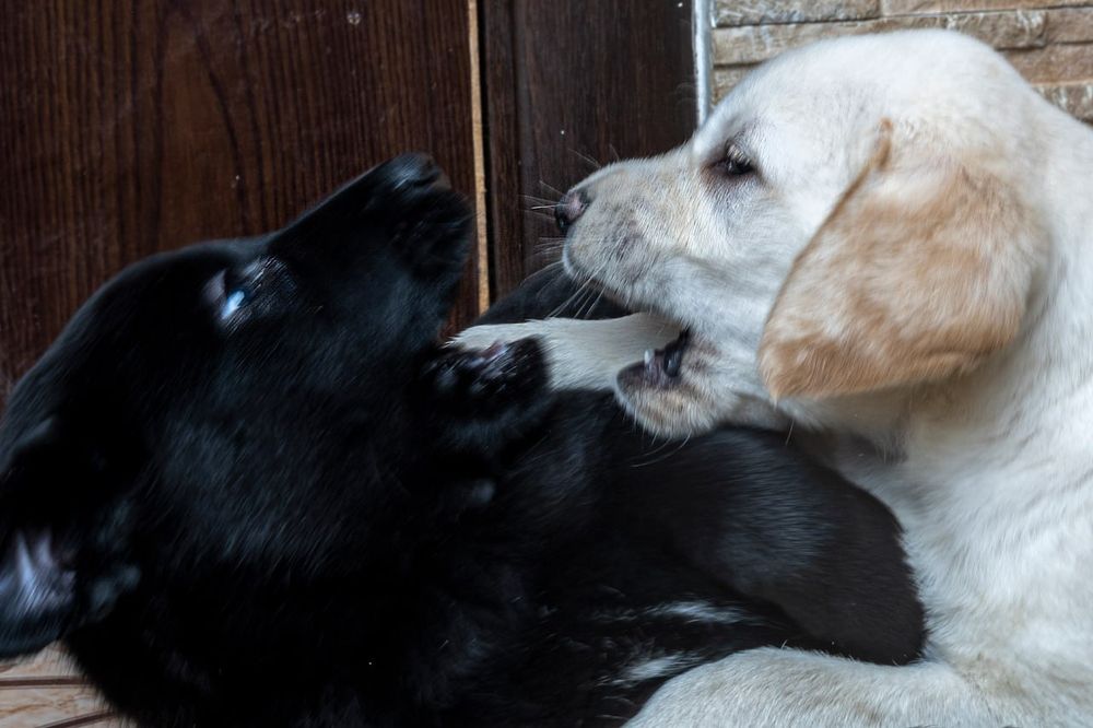 Цуценята Лабрадора з розплідника
Професійний підхід до розведення, від