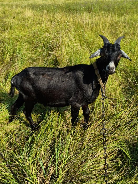 Козел козлик 50% нігерійський цап