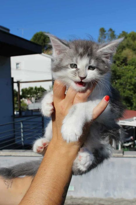 Macho Maine Coon