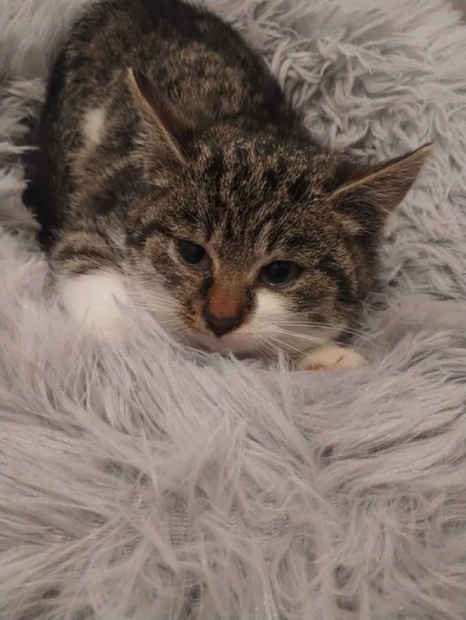 Mały kotek szuka domu