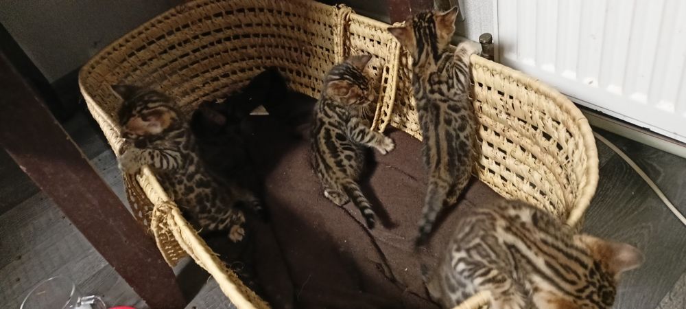 Бенгальські кошенята