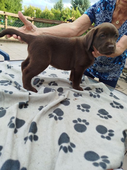 Szczeniak piesek labrador retriever rodowodowy FCI