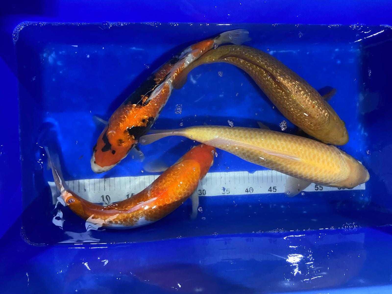 Karp Koi Oryginalny z Japonii