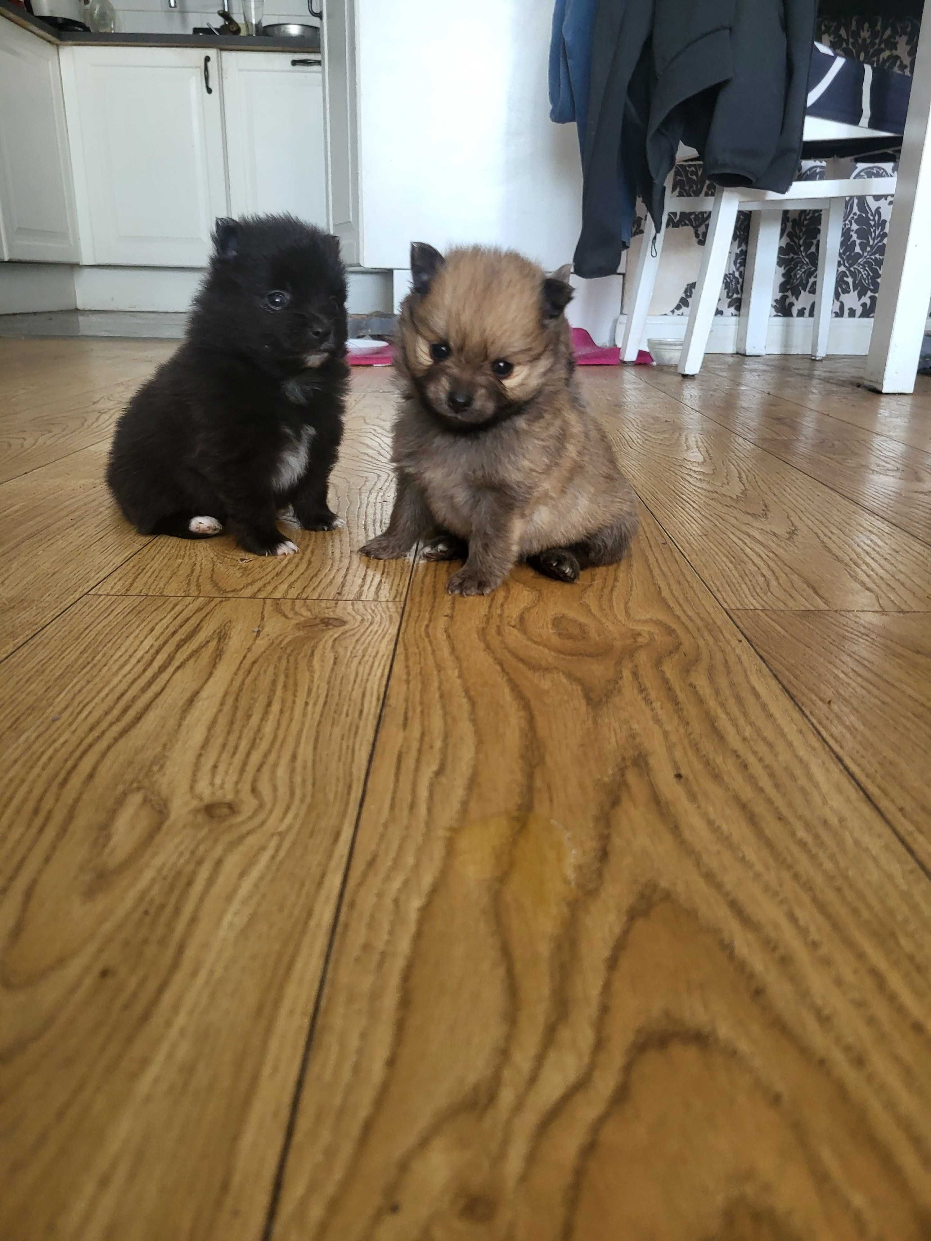szpic miniaturowy pomeranian