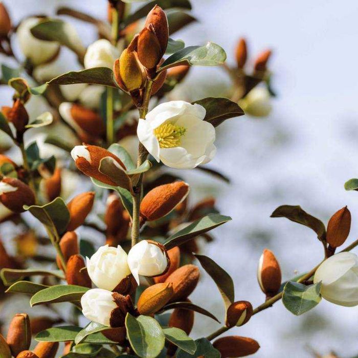 Magnolia wieczniezielona "Gail's Favourite", pachnąca!