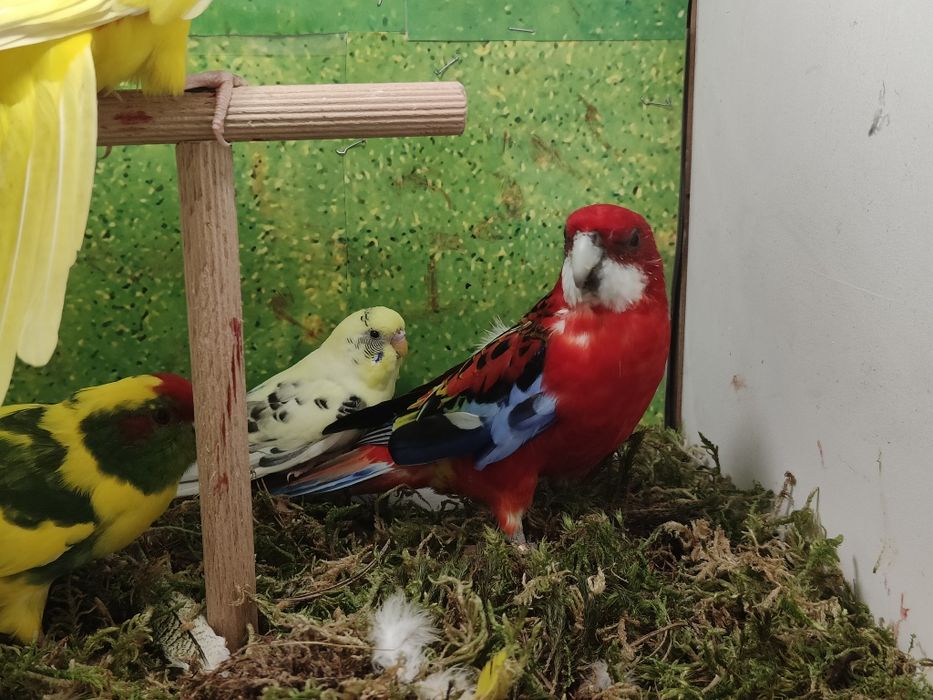 Samczyki i samiczka zmienia wolierę