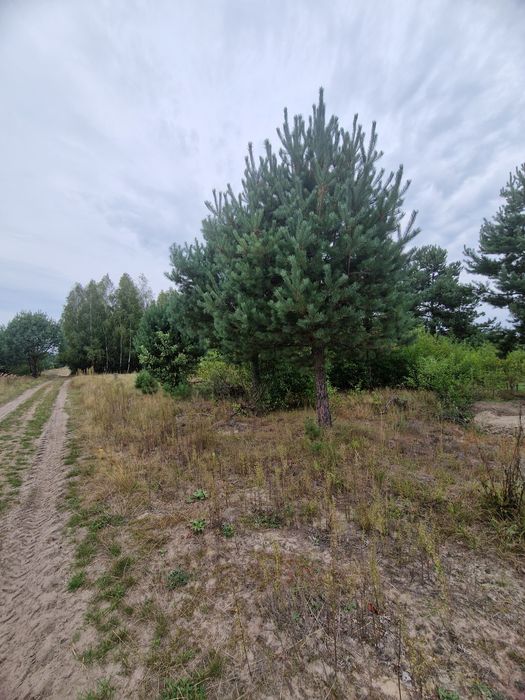 Sprzedam działki w Nieliszu