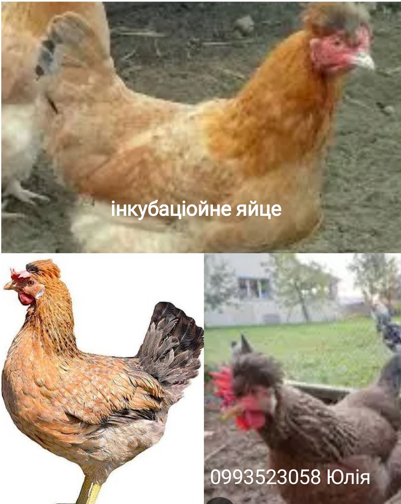 Інкубаціойне яйце