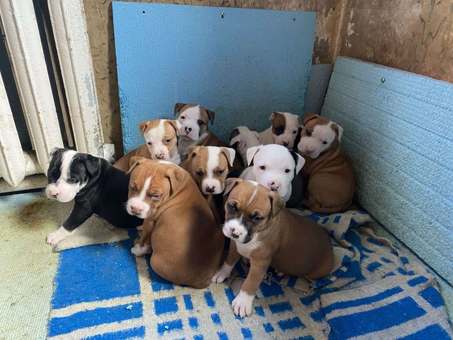 Цуценята американського стаффордширського тер'єра