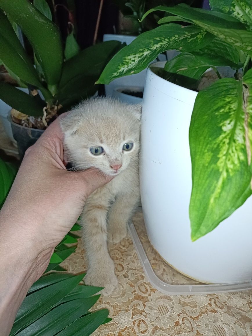 Кошеня висловухі безкоштовно
