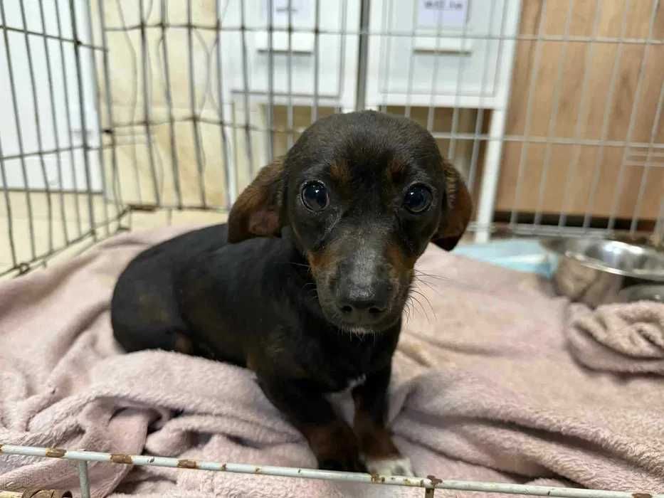 Mikro sunia Pierniczka ślicznado pilnej adopcji