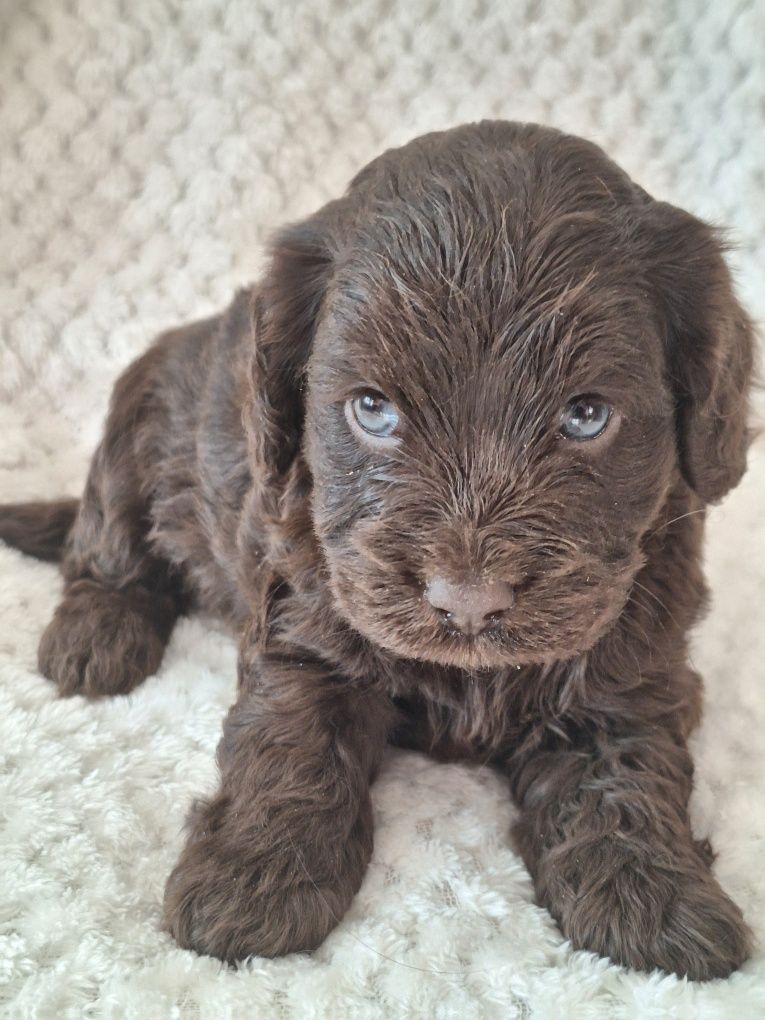 Cockapoo-spaniel-pudel