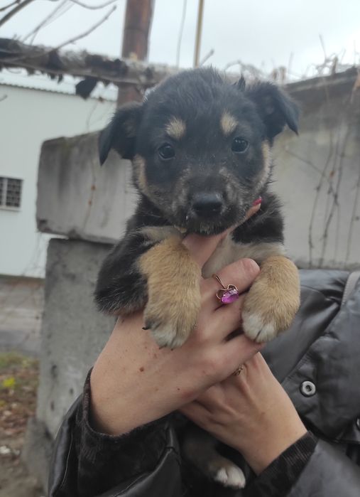 Песик в добрі руки