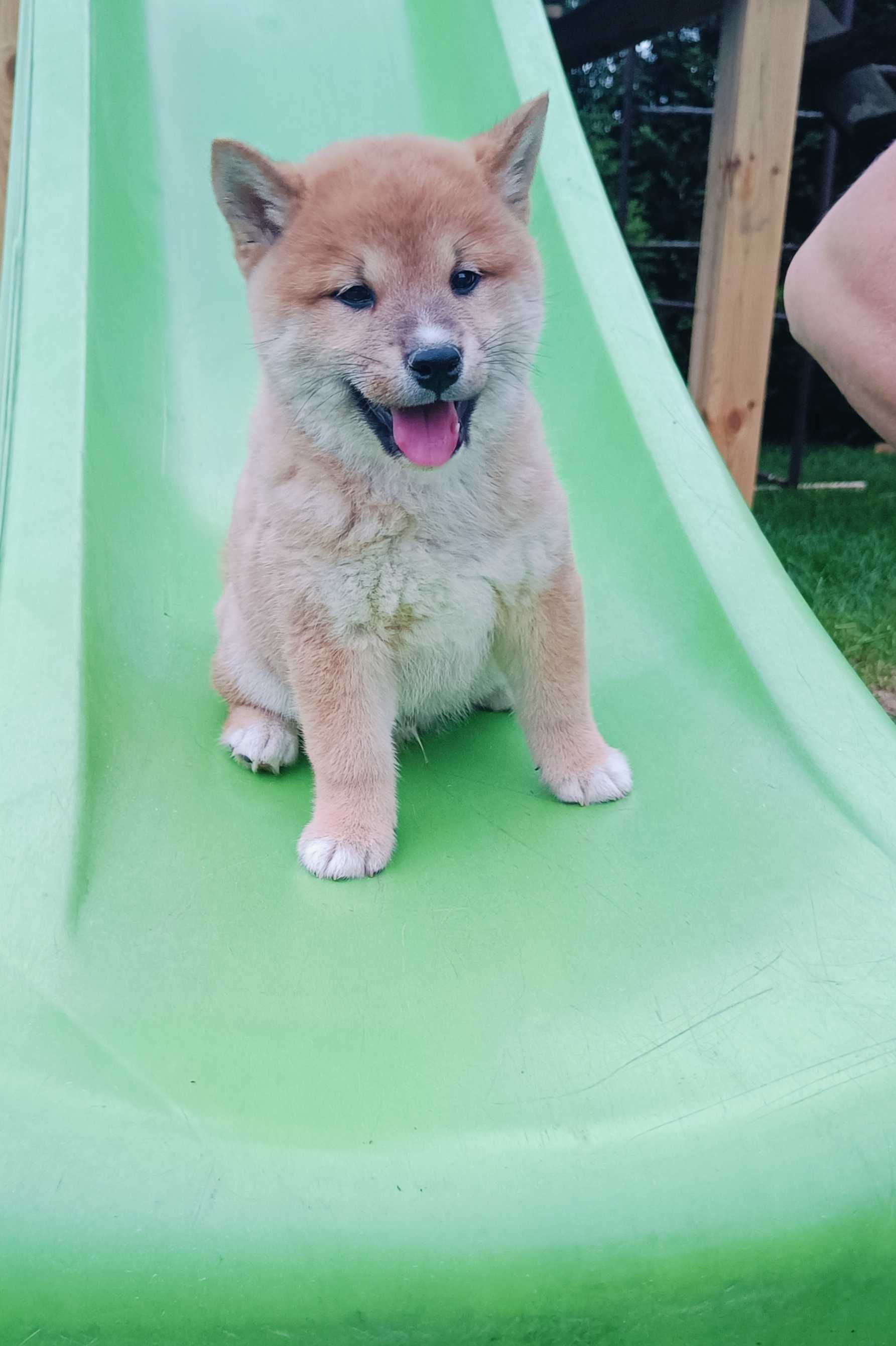 Shiba inu piesek, ojciec FCI, gotowy do odbioru