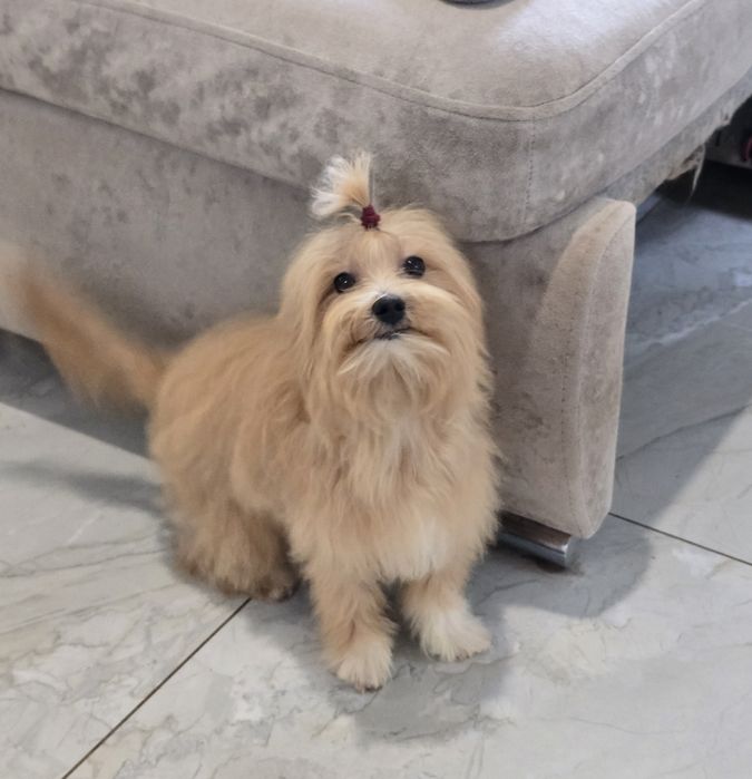 Хлопчик Мальтіпу Ф1