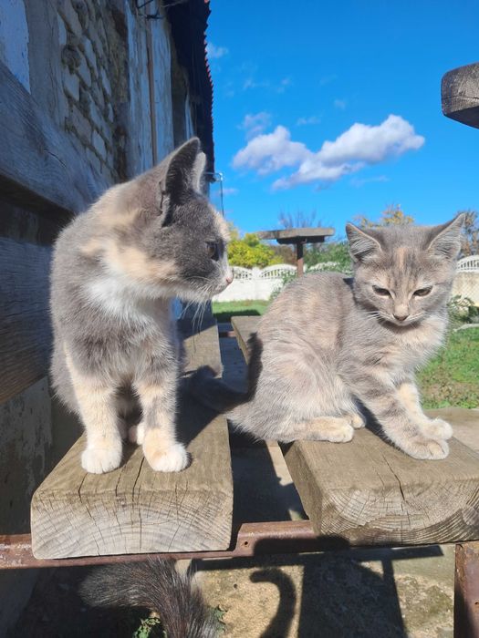 Віддам безкоштовно кошенят