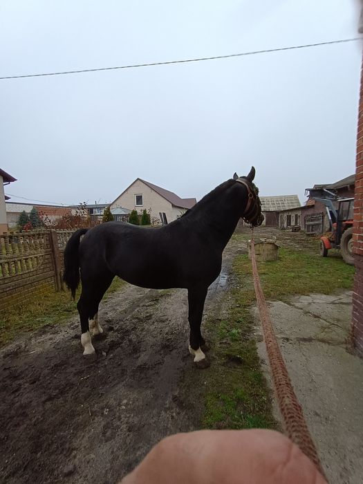 Sprzedam 2 ogiery śląskie i odsadki.